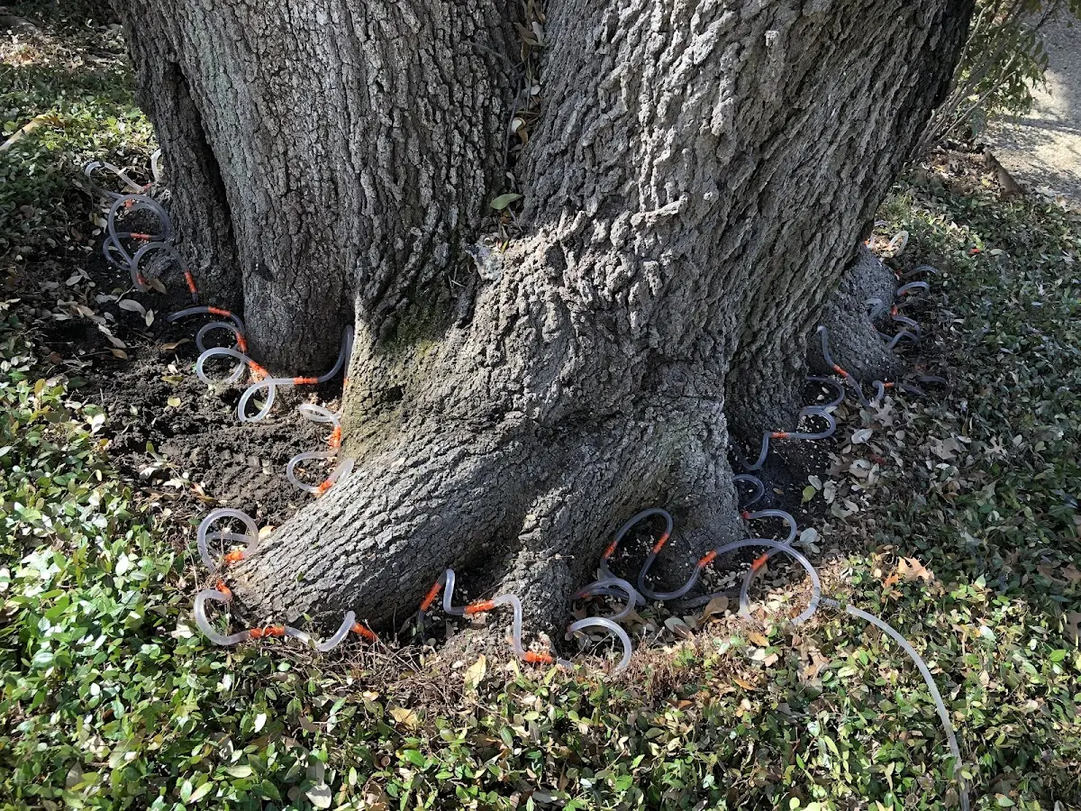 Detailed Tree Cabling and Bracing job site in Chicago Ridge
