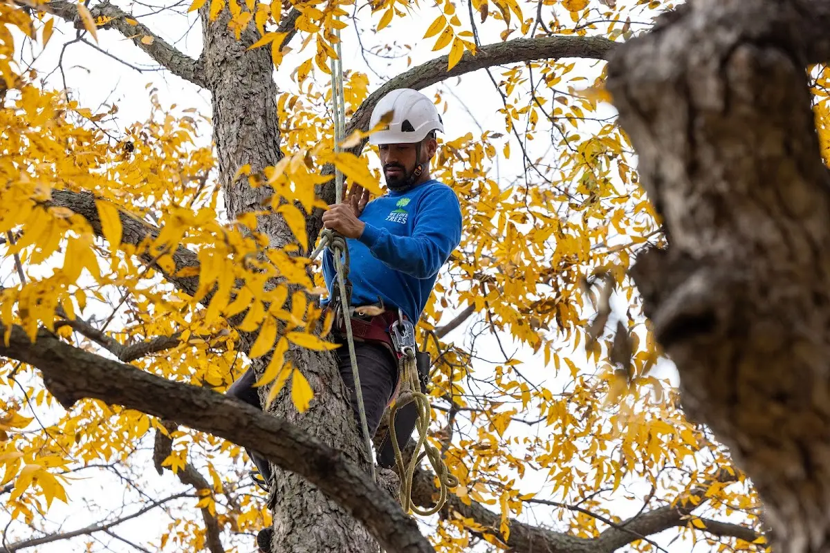 Skilled Tree Transplanting crew working in Chicago Ridge