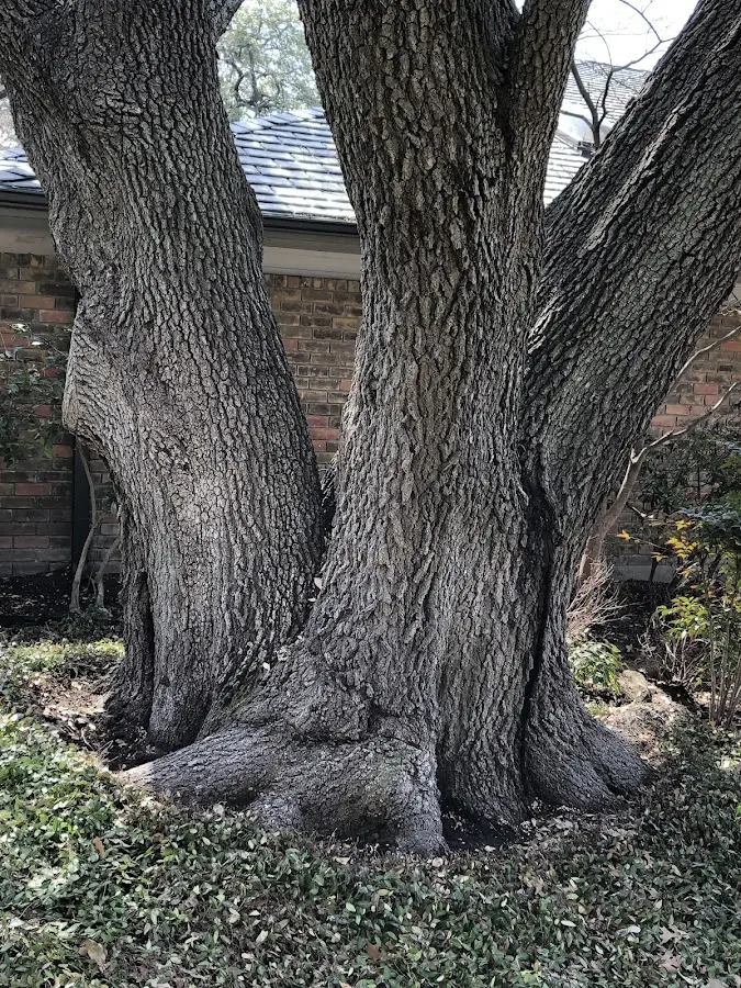 Mature heritage tree close to a Chicago Ridge property cared for by certified arborists